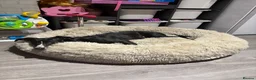 Lurcher dogs for sale: 8 month old lurcher girl in Basingstoke - Advert 6