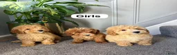 Coton De Tulear dogs for sale: COTON NOODLES PUPPIES READY NOW  - Advert 14