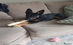 Mixed Breed dogs for sale: Kelpie cross Collie for sale - Image 3