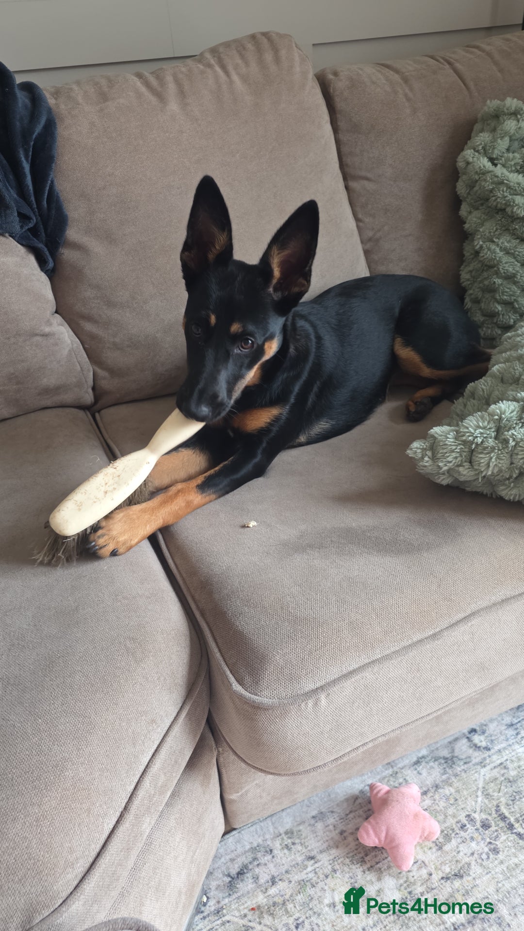 Mixed Breed dogs for sale: Kelpie cross Collie for sale - Image 3