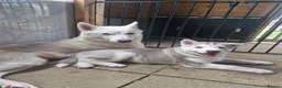 Siberian Husky dogs for sale: 3 beautiful husky puppies  in Blackburn - Advert 10