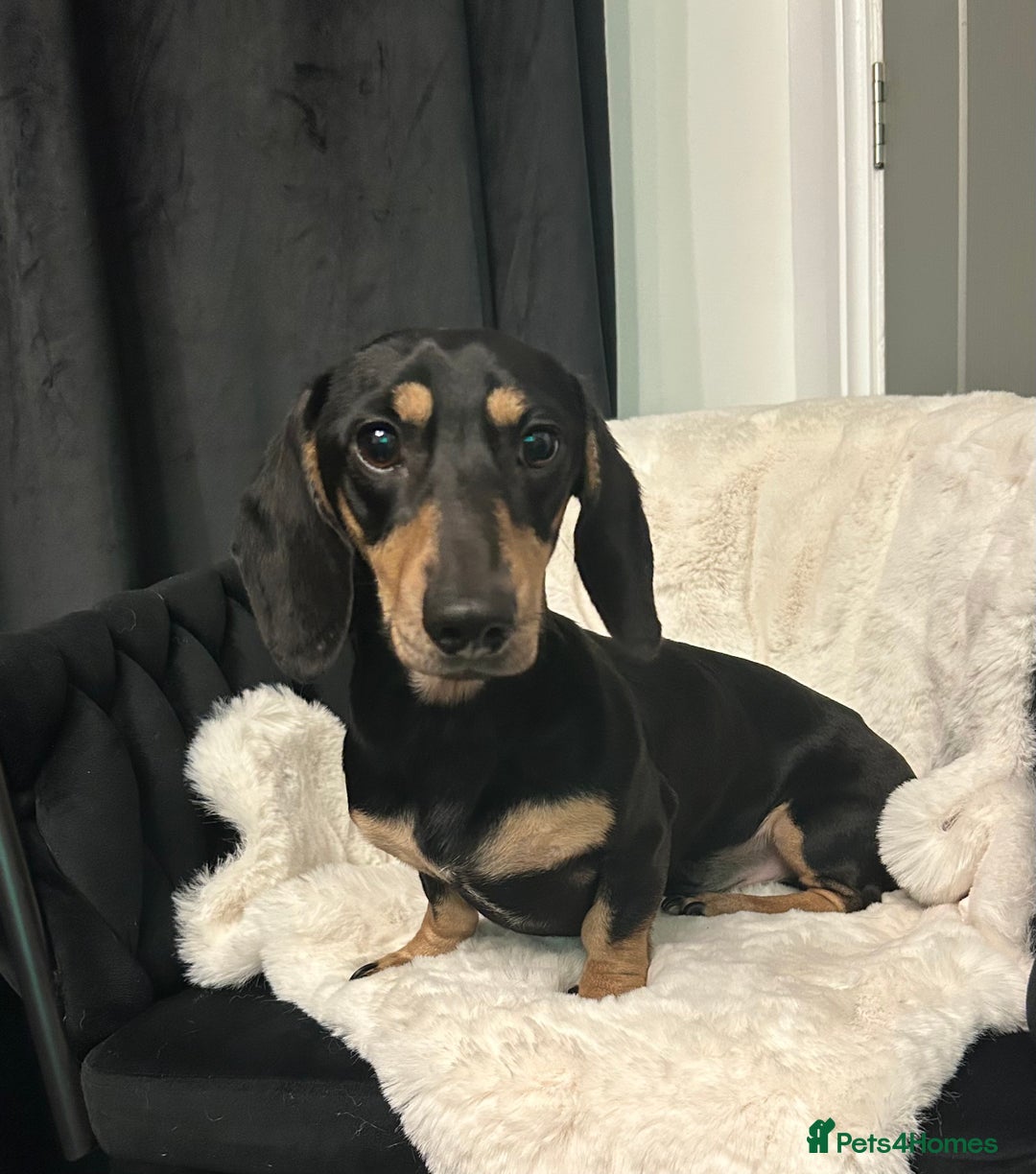 Miniature Dachshund dogs for stud: KC Reg Black/cream,proven,gorgeous boy stud only  - Image 3