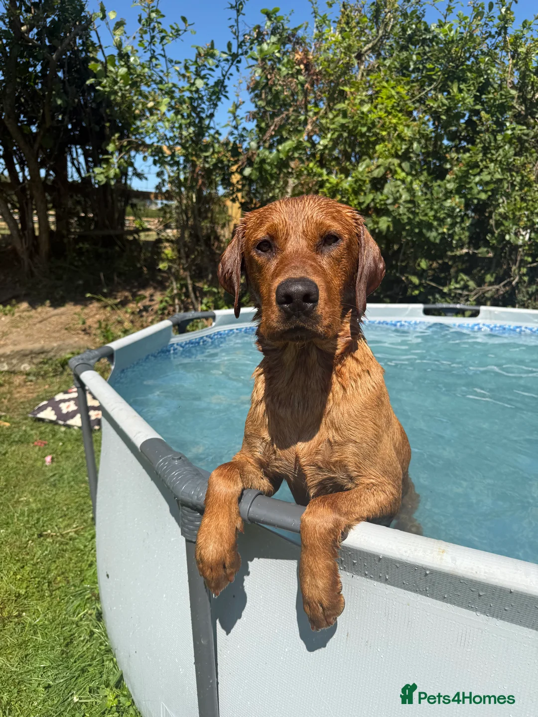 Labrador Retriever dogs for stud: KC Fox Red health tested stud  in Wimborne - Advert 5