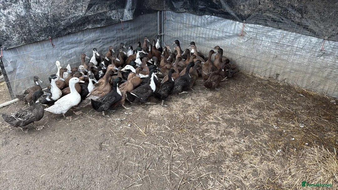 Ducks poultry for sale: Ducks  in Pevensey - Advert 5