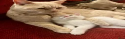 Maine Coon cats for sale: Main Coon X British Shorthair - Advert 8