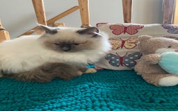 Ragdoll cats for sale: 🐾 adorable ragdoll kittens for sale 🐾  - Image 11