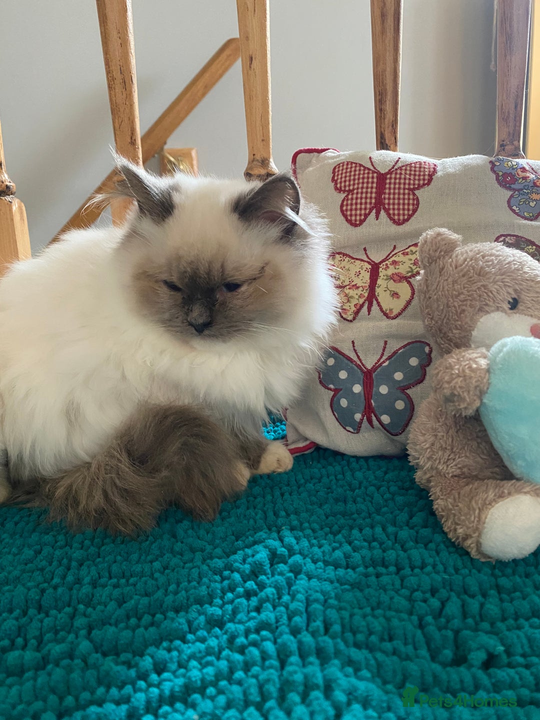 Ragdoll cats for sale: 🐾 adorable ragdoll kittens for sale 🐾  - Image 11