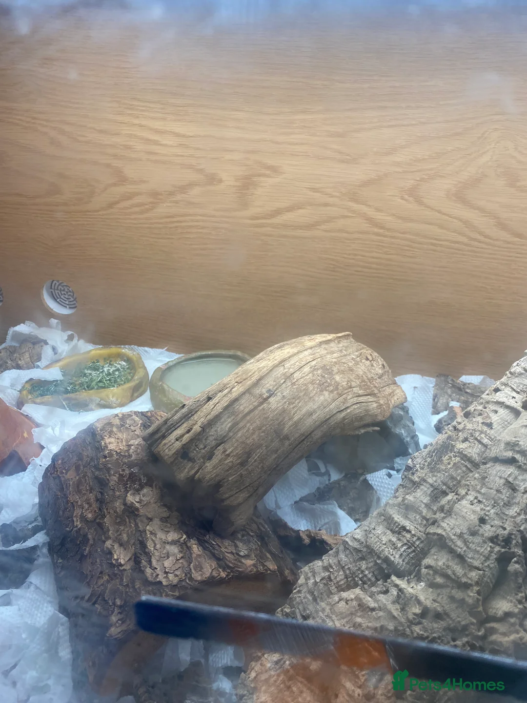 Bearded Dragon reptiles for sale: Beautiful bearded dragon with full Viv  - Advert 4
