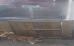 Mixed Breed dogs for sale: 4 puppies left  - Image 5