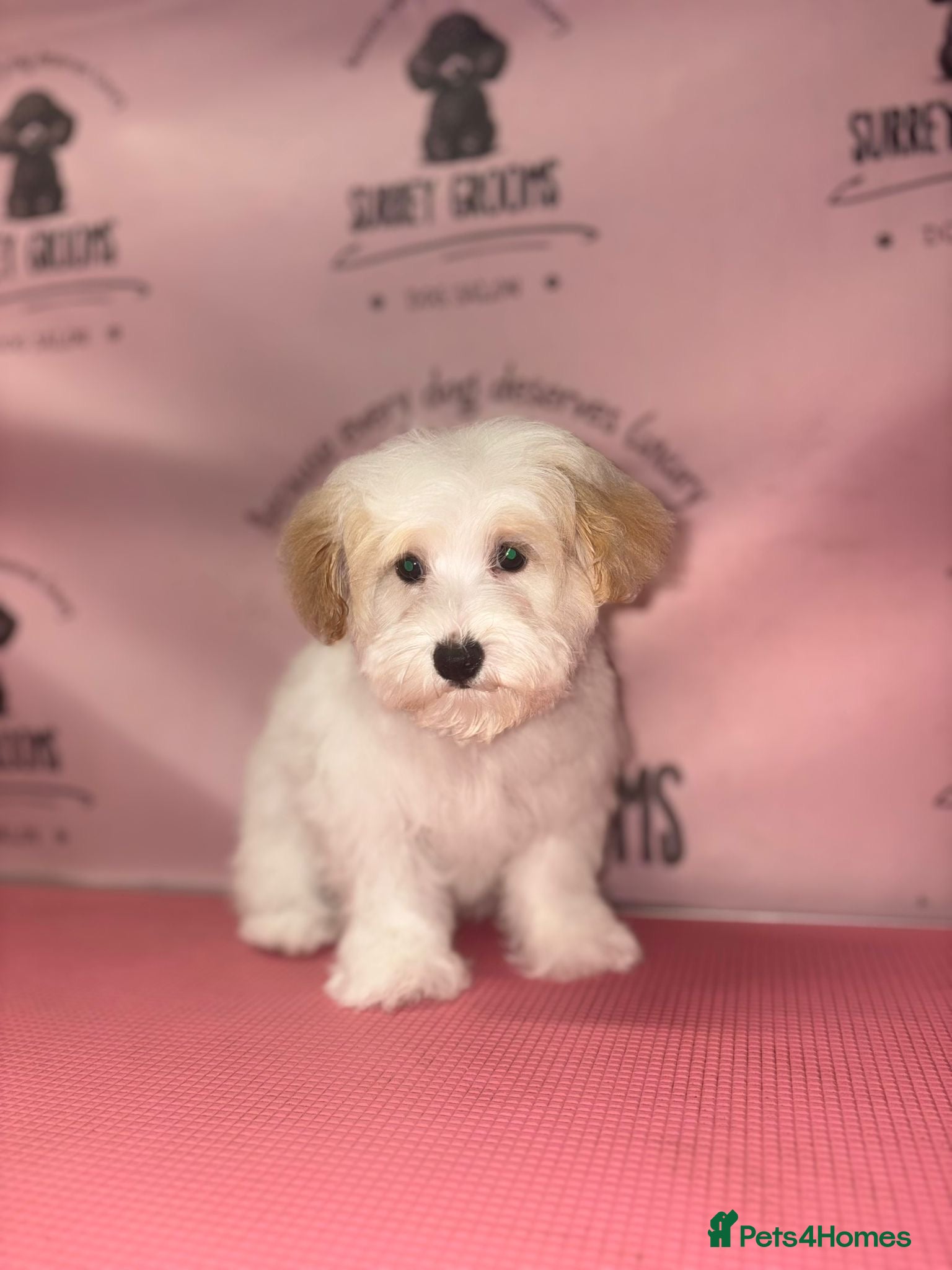 Maltipoo dogs Health tested parents  - Advert 12