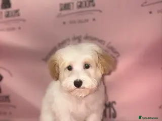 Maltipoo dogs Health tested parents - Advert 12