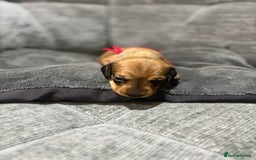Miniature Dachshund dogs for sale: Beautiful Miniature Dachshund Puppies - Image 18