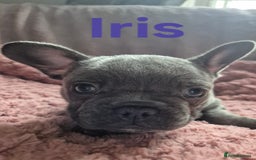 French Bulldog dogs for sale: French bulldog pups ❤️ - Image 8