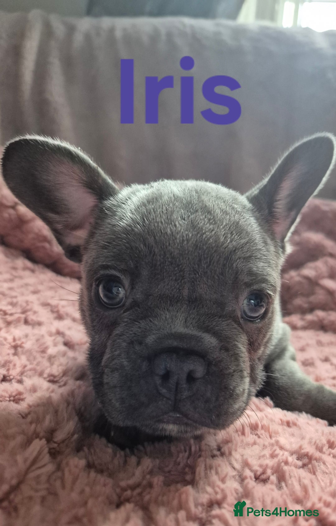 French Bulldog dogs for sale: French bulldog pups ❤️ - Image 8