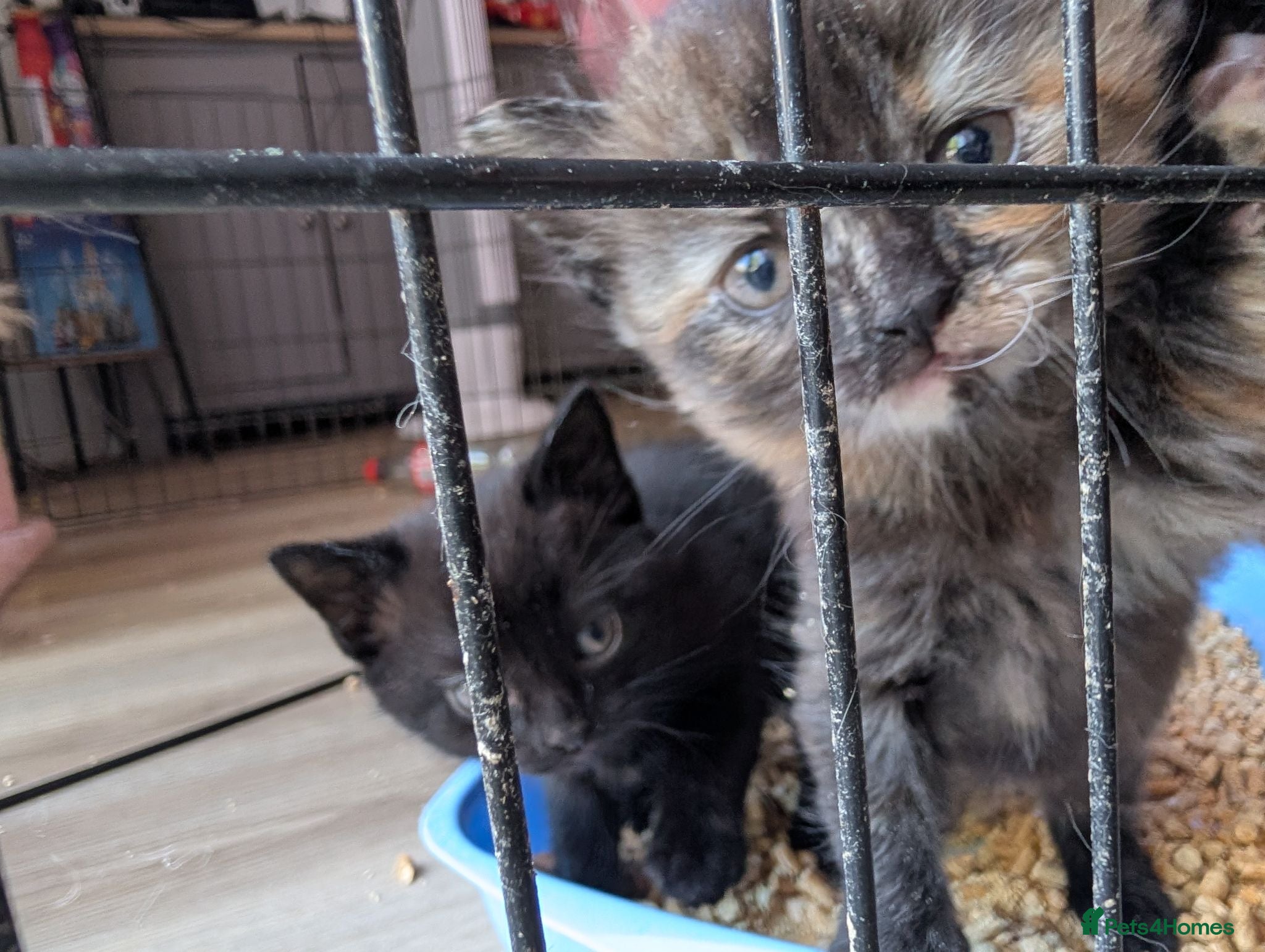 Mixed Breed cats Kittens for sale  - Advert 3