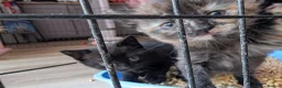 Mixed Breed cats for sale: Kittens for sale  - Advert 1