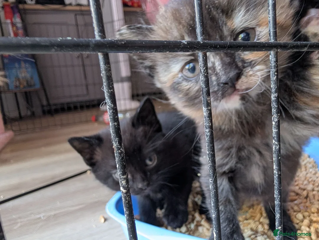 Mixed Breed cats for sale: Kittens for sale  - Advert 1