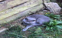 British Shorthair cats for sale: Beautiful female kitten - Image 4