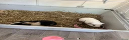 Guinea Pig rodents for sale: 2 female guinea pigs to be sold as a pair  in Sittingbourne - Advert 4