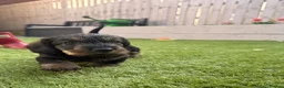 Dachshund dogs for sale: Wire-haired Dachshunds 🤎🐾 - Advert 7