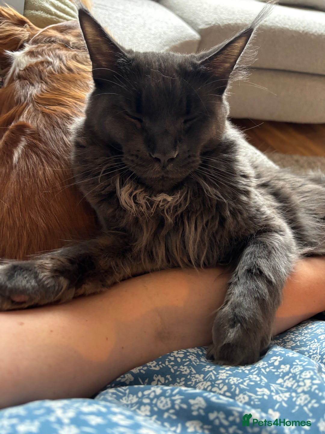 Maine Coon cats for sale: TICA Registered Maine Coon Kittens - Advert 3