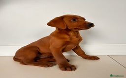 Labrador Retriever dogs for sale: Darkest Fox Red Labrador Puppies  - Image 9