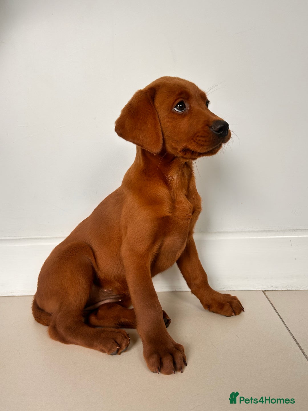 Labrador Retriever dogs for sale: Darkest Fox Red Labrador Puppies  - Image 9