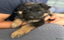 German Shepherd dogs for sale: K/C Registered German Shepherd Puppies  - Image 34