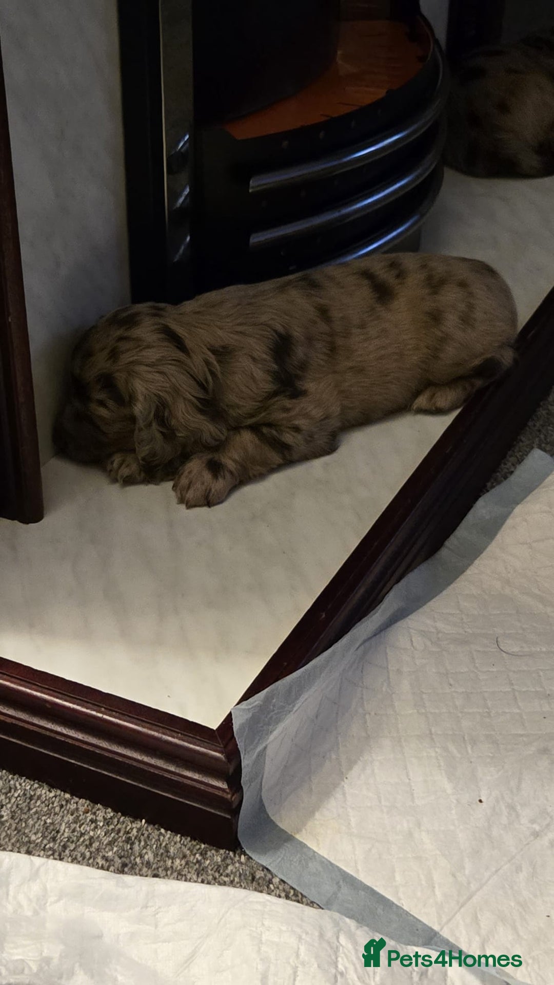 Cocker Spaniel dogs for sale: Male cocker spaniels  - Image 3