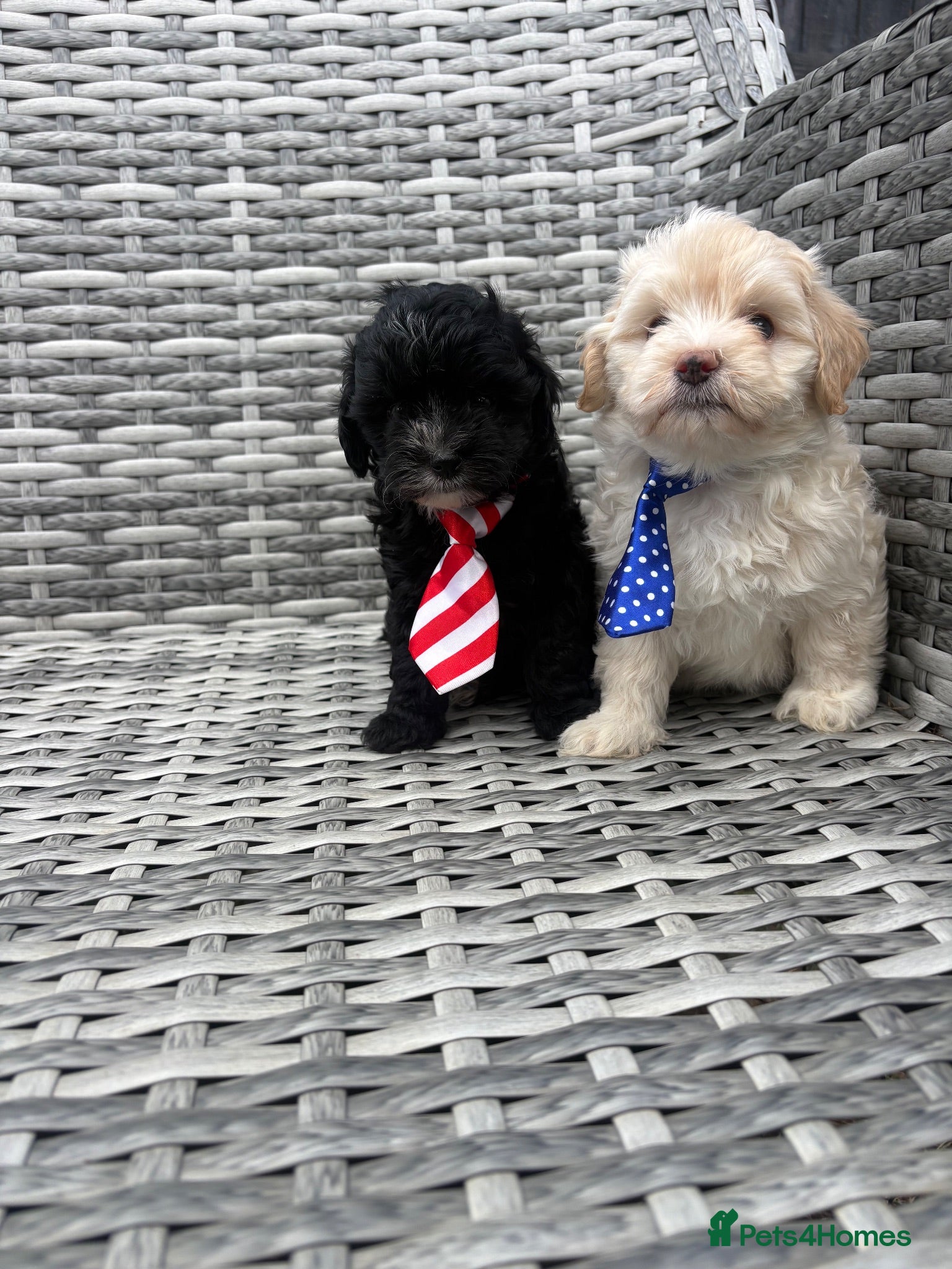 Maltipoo dogs 🤩2 stunning f1 male Maltipoo 🤩 - Advert 16