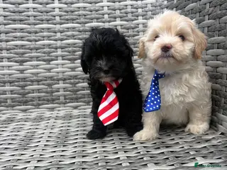 Maltipoo dogs 🤩2 stunning f1 male Maltipoo 🤩 - Advert 16