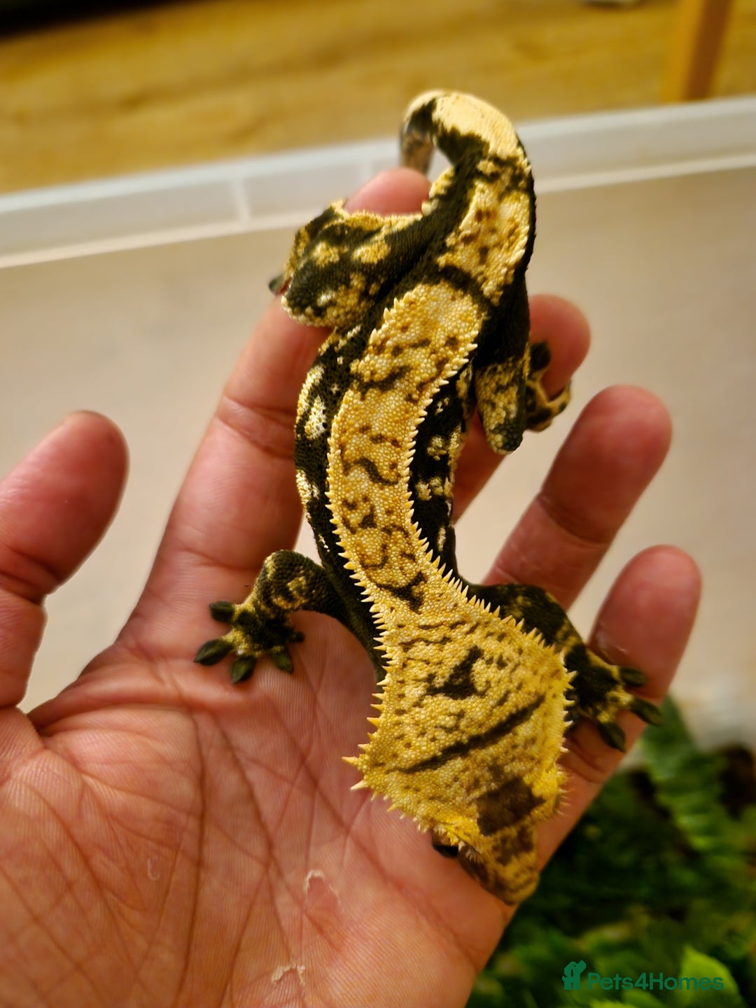 Gecko reptiles for sale: Dark Het Axanthic Male Crested Gecko - Image 2