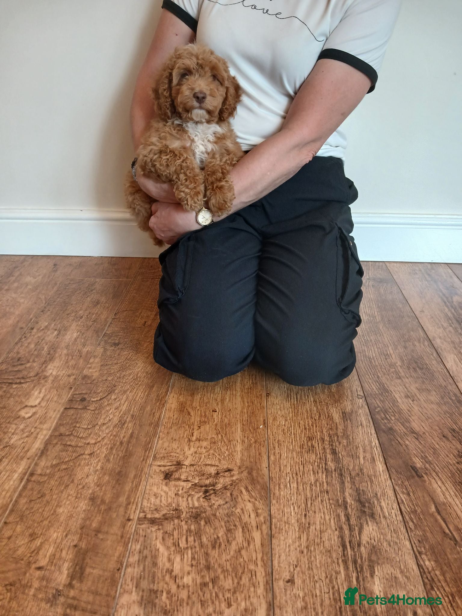 Cockapoo dogs Cockapoo puppies  - Advert 2