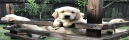Golden Retriever dogs for sale: KC Reg Dark Red Golden Retriever-100% DNA Tested - Advert 26