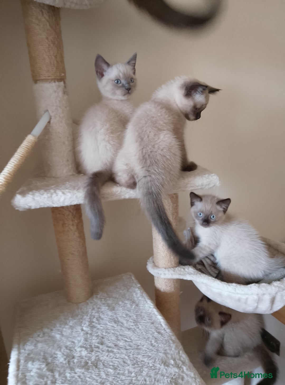 Ragdoll cats for sale: Ragdoll and BSH rare colour kittens (5 left) - Image 13