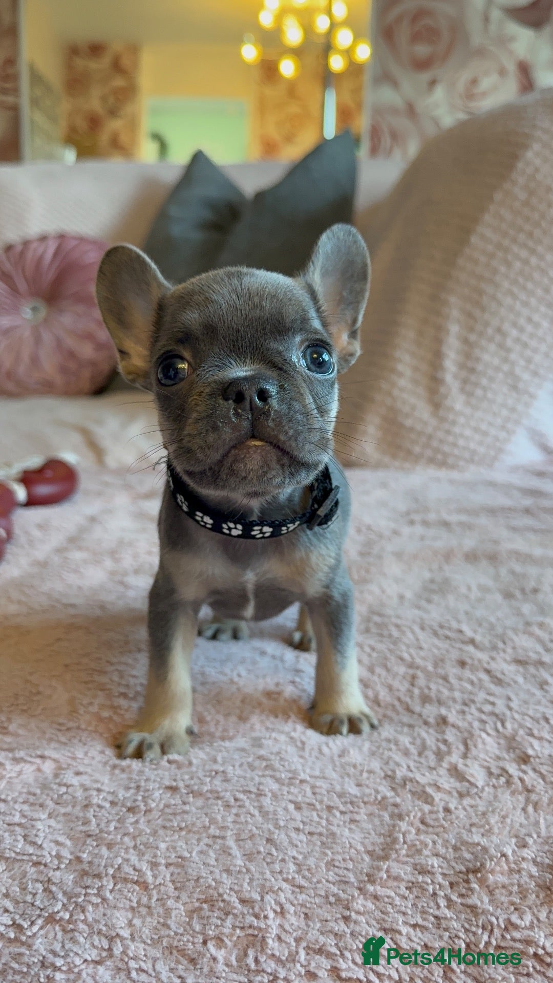 French Bulldog dogs 🩵🩷READY 2 GO NOW🩷🩵 - Advert 2