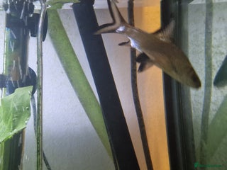 Sharks fish for sale - Advert 1