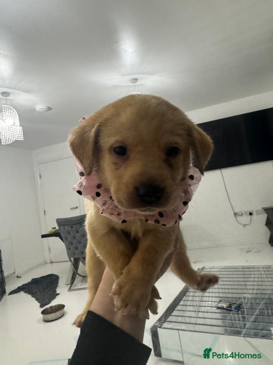 Labrador Retriever dogs for sale: Full breed Labrador retriever puppy’s  - Image 5
