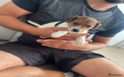 Jack Russell dogs for sale: 4 beautiful healthy jack Russel puppies  - Image 13