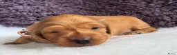 Miniature Dachshund dogs for sale: ⚜️longhaired miniature cream dachshunds⚜️ - Advert 5