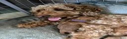 Mixed Breed dogs for sale: F1B cockapoos  in Wrexham - Advert 5