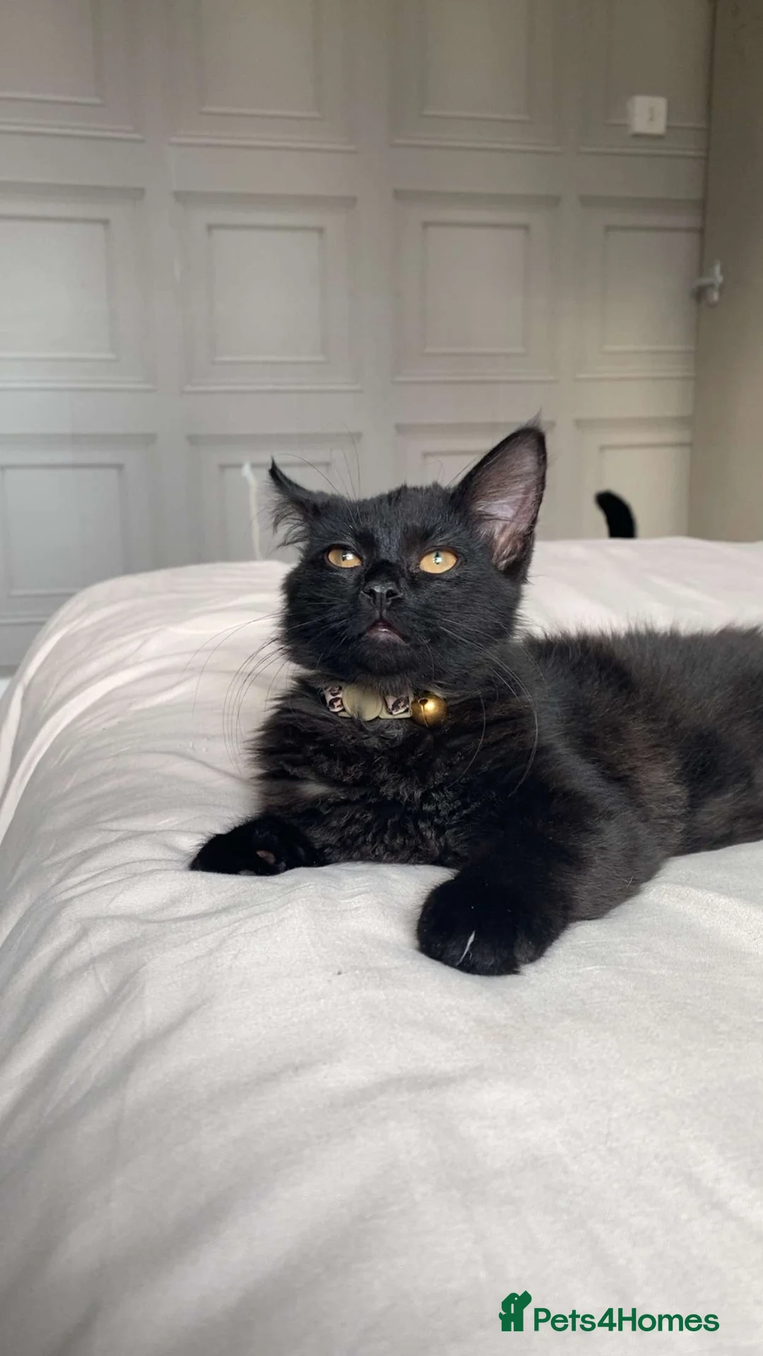 Norwegian Forest Cat cats for sale: Forest kitten  - Advert 3