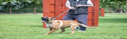 Belgian Shepherd Dog dogs for sale: KC registered Malinios bitch  - Advert 4