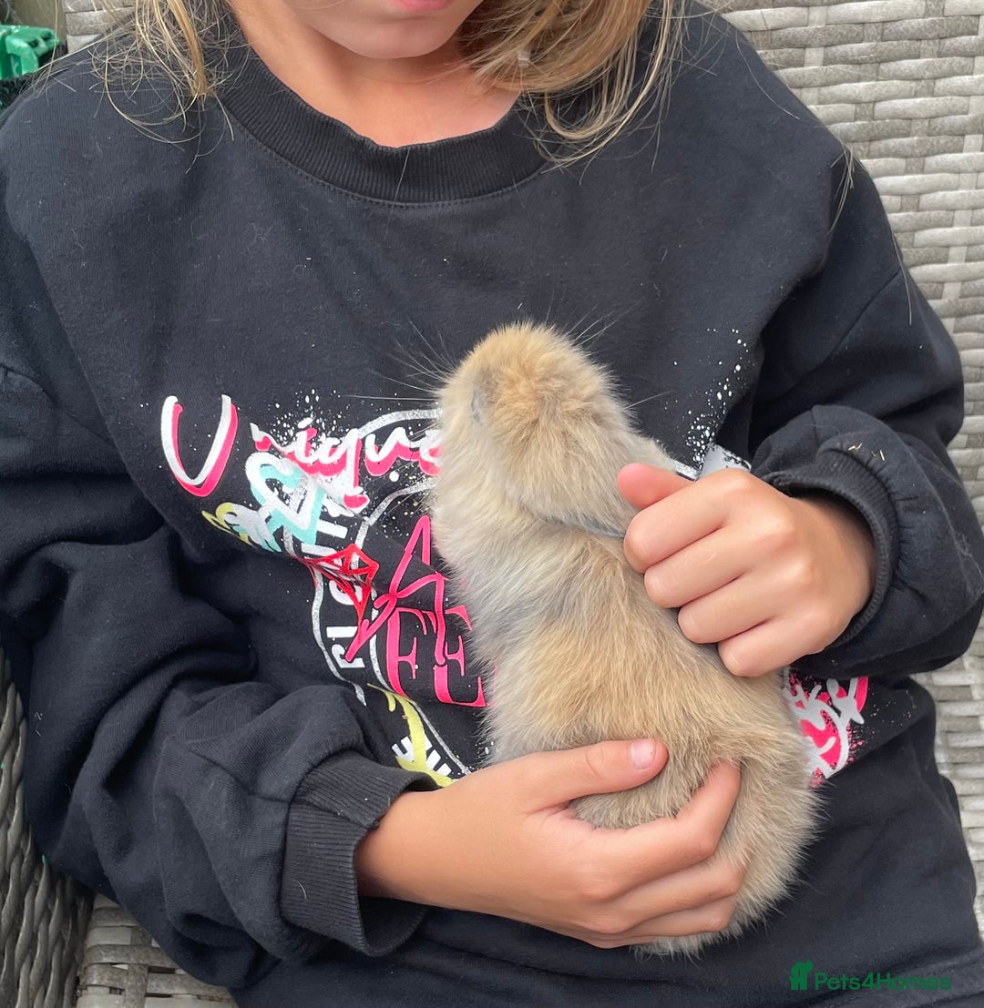 Lionhead rabbits for sale: Lion head female - Image 3