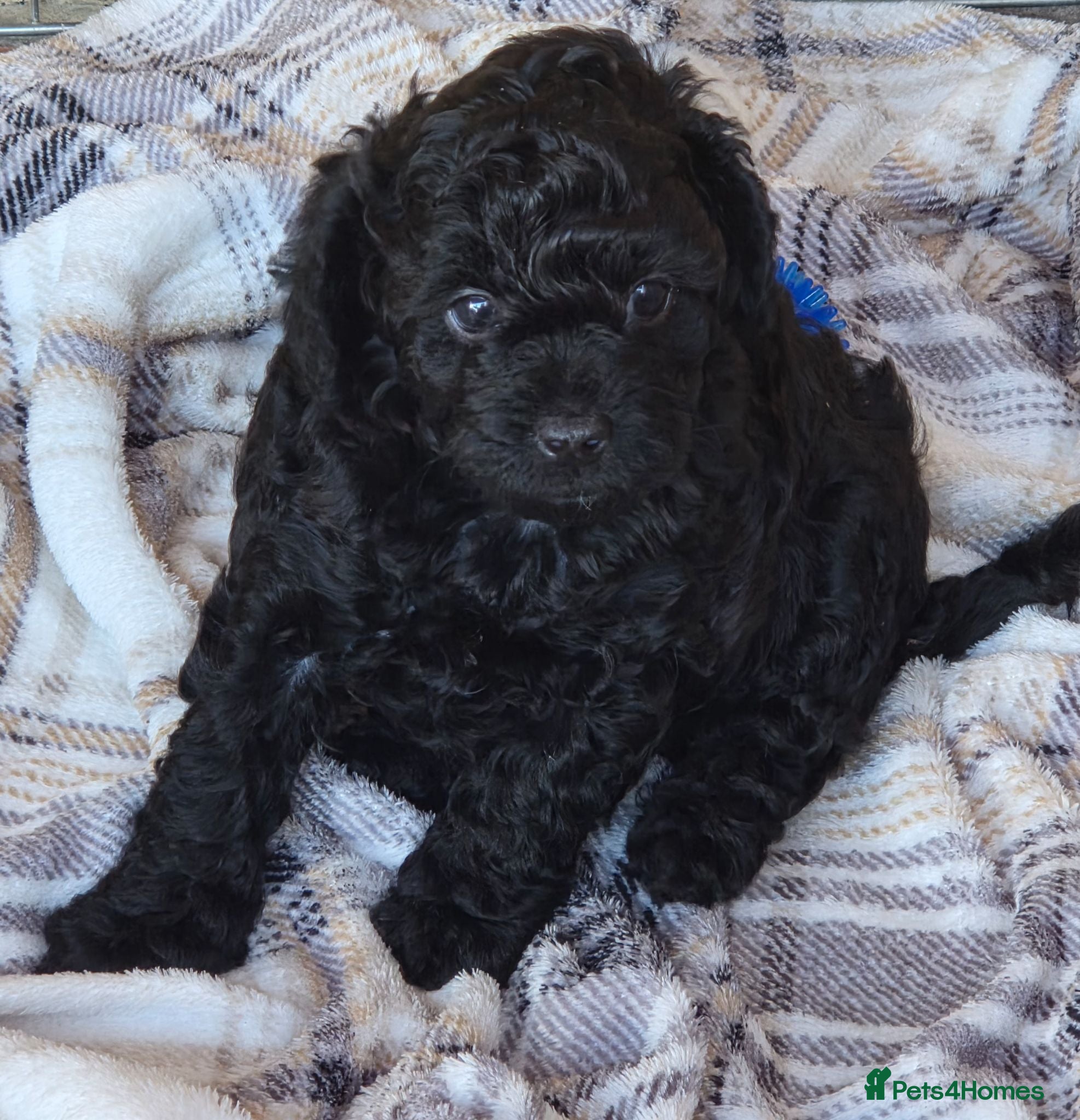 Cavapoo dogs Cavapoo girl  - Advert 9