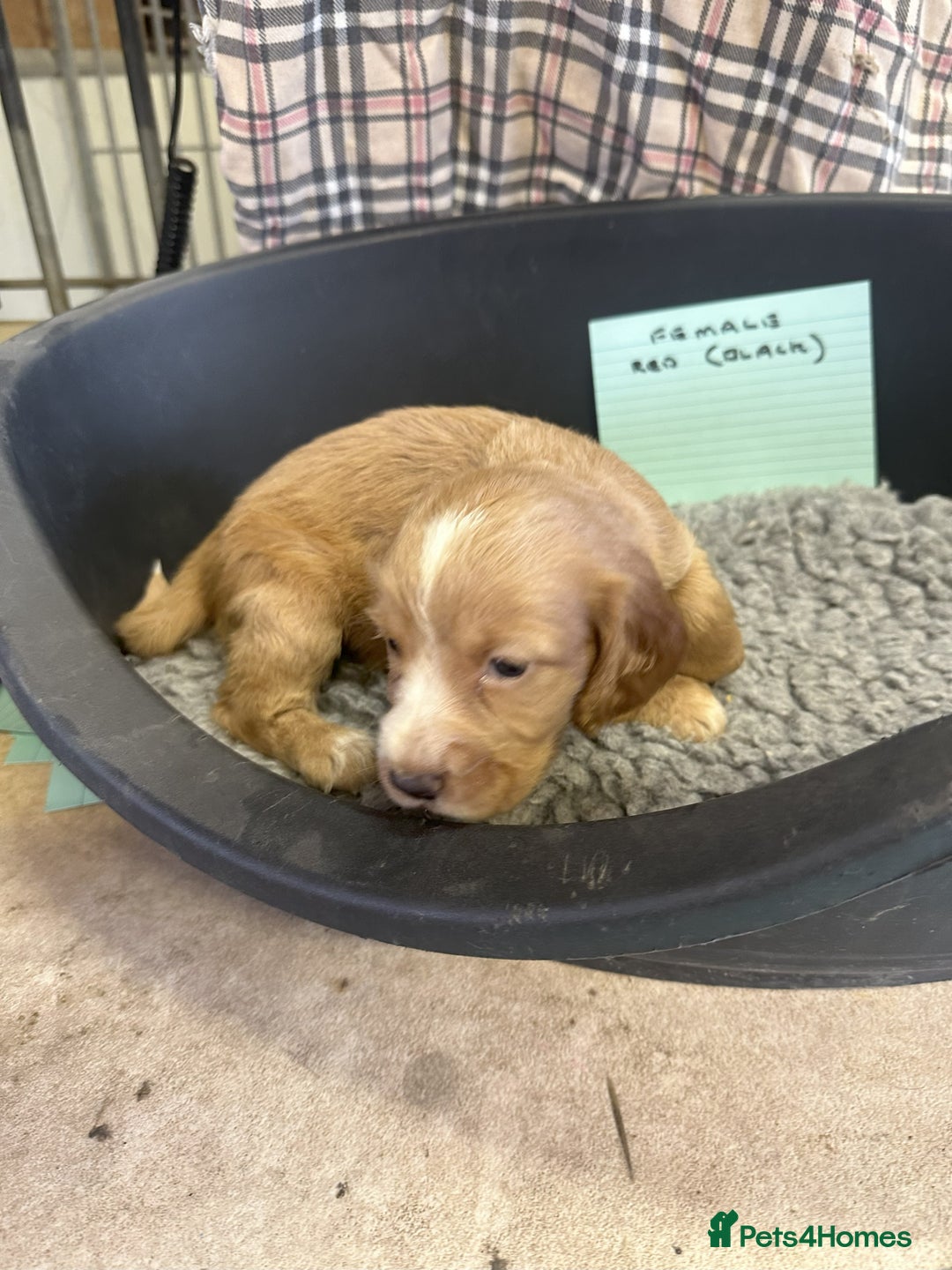 Cocker Spaniel dogs for sale: Two cocker spaniel litters - Image 31