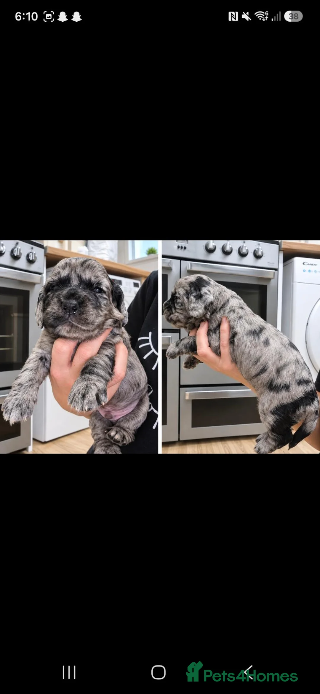 Cockapoo dogs for sale: Cockapoo pups  in Shildon - Advert 12