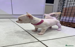 Chihuahua dogs for sale: 🐶 tiny chihuahua pups - Image 13
