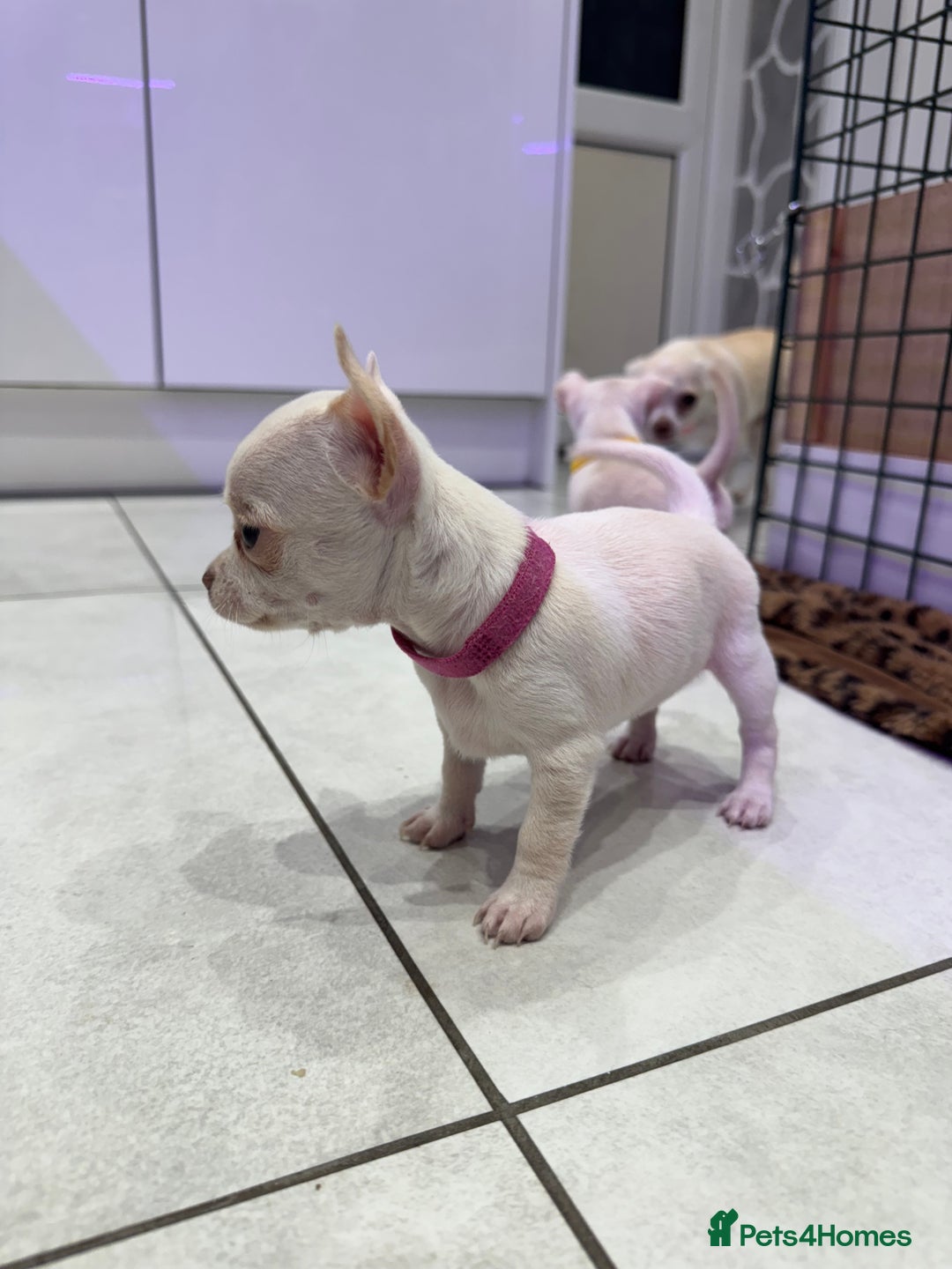 Chihuahua dogs for sale: 🐶 tiny chihuahua pups - Image 13