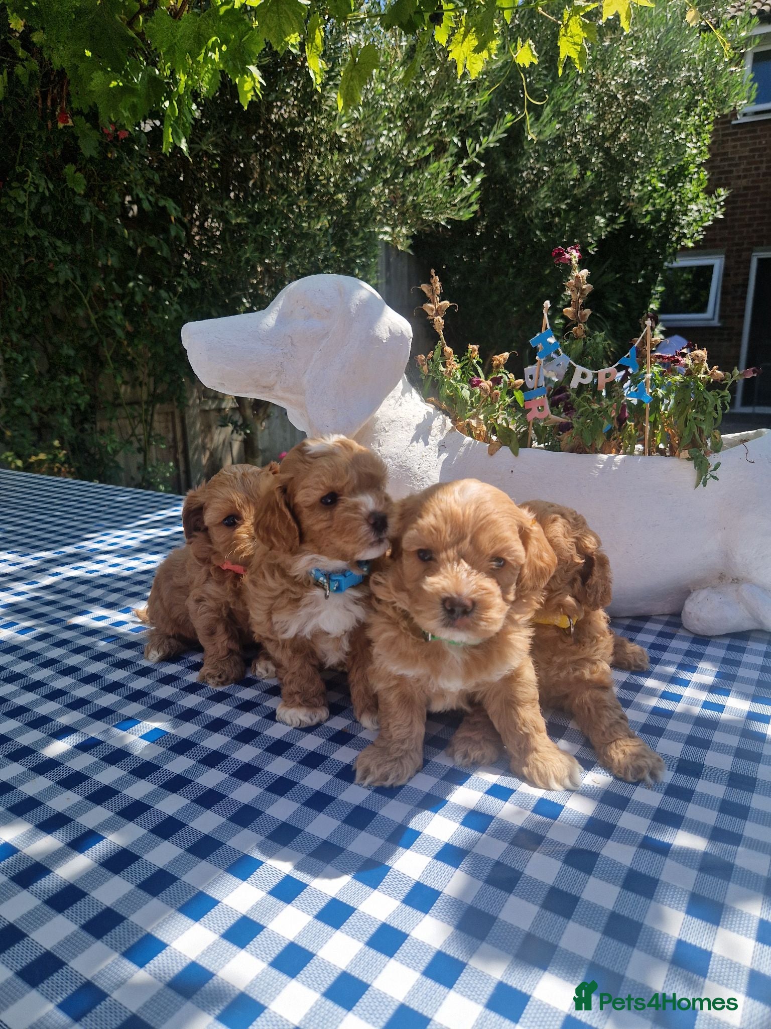 Poochon dogs Health tested beautiful poochons  - Advert 1